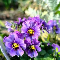 オキナグサ,ヌーヴェルヴァーグ　ラピスラズリ,花のある暮らし,GSに感謝。,花は癒やし♡の画像