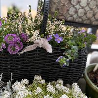 アリッサム,カルーナ,バコパ・コピア,寄せ植え,のんびり過ごそうの画像