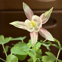 オダマキの画像