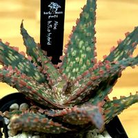 多肉植物の寄せ植え,アロエ  ハイブリッド,オーニソガラム　リトプソイデス,多肉植物,大阪の画像