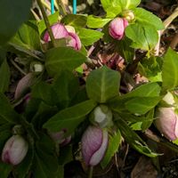 クリスマスローズ,クリスマスローズ,ネコヤナギ,常緑低木,椿（姫侘助）の画像