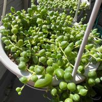 ピーチネックレス,多肉植物の画像