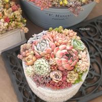 多肉植物,多肉大好き,多肉植物の紅葉,多肉植物のある暮らし,多肉女子の画像