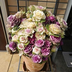 ハボタン,葉牡丹,種まきっ子,種から,種まきの画像