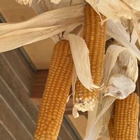 とうもろこし,板橋区赤塚植物園,カサカサツアーよりの画像