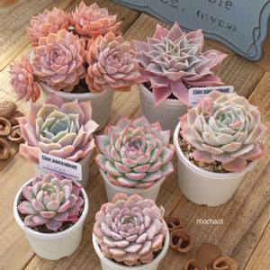 クララ,オウンスロー, シルエット,エーピンク,ラブウェーブの画像