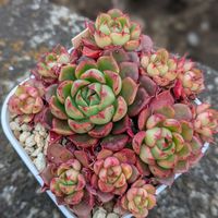 ルビーライム@,多肉植物,ミックスベリアの画像