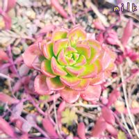 ルビーネックレス,レフレクサム,レディジア,寄せ植え,多肉植物の画像