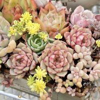 カネノナルキ,メビナ,カルメナエ,ピコ,ダマスク エケベリアの画像