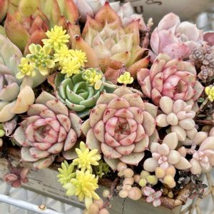 カネノナルキ,メビナ,カルメナエ,ピコ,ダマスク エケベリアの画像