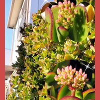 ガーベラ,カネノナルキ,ピラカンサ,マツ,花月の画像