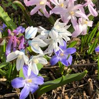 チオノドクサ,チオノドクサ,プスキニア,プシュキニア,エゾエンゴサクの画像