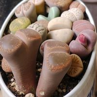 リトープス,徒長リトープスの画像