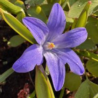 チオノドクサ,チオノドクサ,庭の花,青い花,花のある暮らしの画像