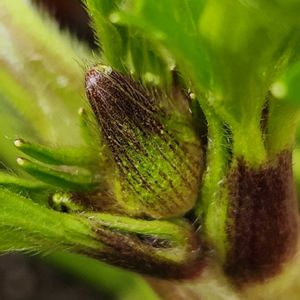 ヒメリュウキンカ,ヒメリュウキンカ,シレネピンクパンサー,シレネ ピンクパンサー,ラナンキュラスラックス エリスの画像