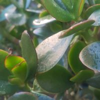 金のなる木,綺麗〜❤️,ありがとう❤️,感動❤️,小さな庭の画像