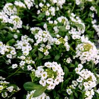 スイートアリッサム ,スイートアリッサム ,白い花大好き,白い水曜日♡,素敵な水曜日の画像