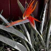 ウメ,ウメ,カネノナルキ,カネノナルキ,ストレリチアの画像