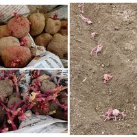 アンデスレッド・ジャガイモ,無農薬野菜,家庭菜園の画像