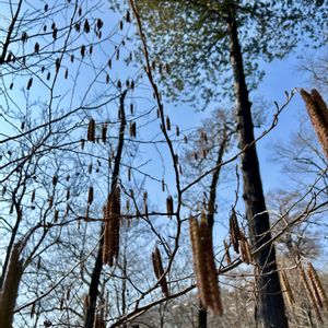 ハンノキ,花のある暮らし,井の頭公園,公園散歩,春よ来い、早く来いの画像