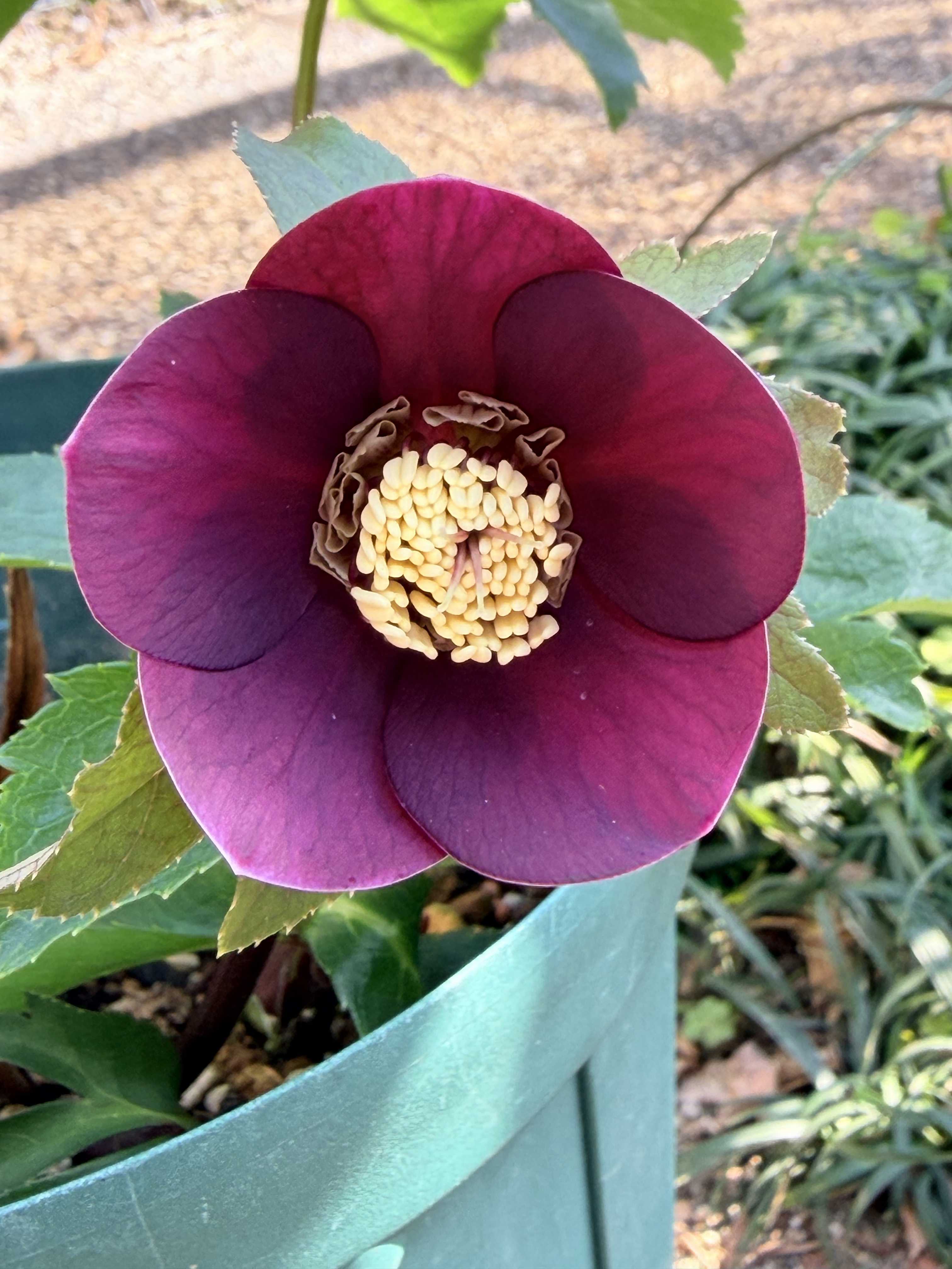 クリスマスローズの投稿画像 by たまさん｜クリスマスローズと