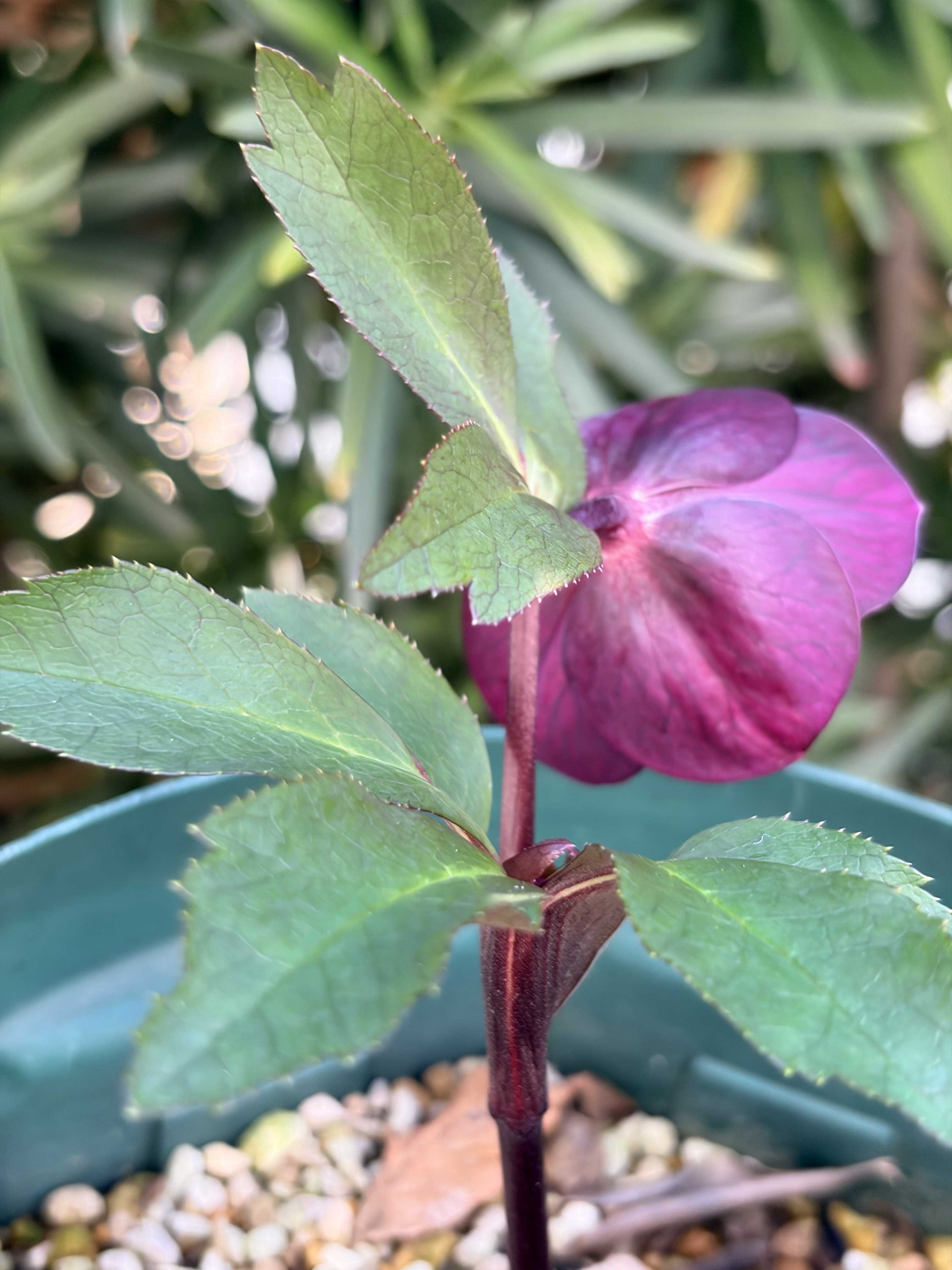 クリスマスローズの投稿画像 by たまさん｜クリスマスローズと