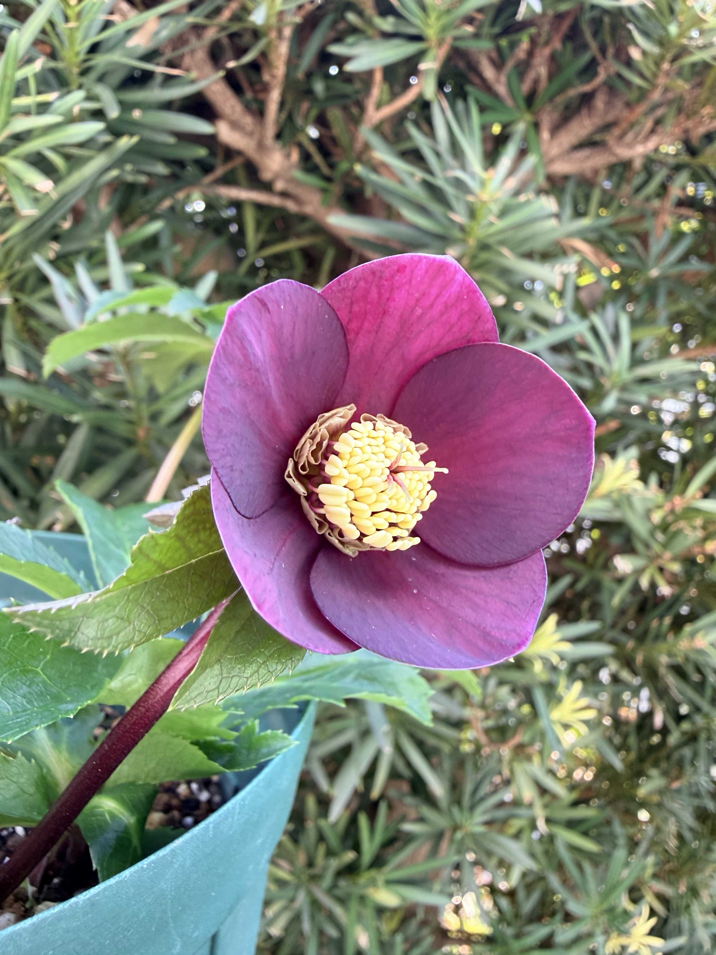 クリスマスローズの投稿画像 by たまさん｜クリスマスローズと