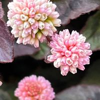 ヒメツルソバ,ヒメツルソバ,ポリゴナム（ヒメツルソバ）,散歩,ピンクの花の画像