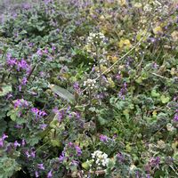 ナズナ,ナズナ,ホトケノザ,ナズナ ぺんぺん草,ホトケノザ(仏の座)の画像