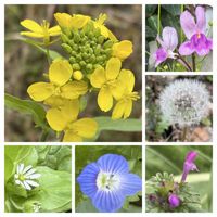 アザレア,イチゴ,チランジア,スイセン,チューリップの画像