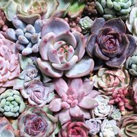 多肉植物,多肉寄せ植え,多肉大好き,多肉中毒,多肉多肉多肉の画像