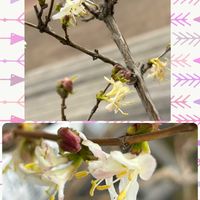 ロニセラ,寒咲ニンドウ,白い水曜日♡,ターの白い花(^^),ターの花図鑑の画像