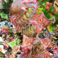 南十字星,クラッスラ属,植物男子ベランダー,クラッスラ属 南十字星,ベランダの画像