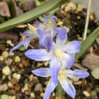 チオノドクサ,マイガーデン,今日の花,いつもありがとう♡,今日のお花の画像