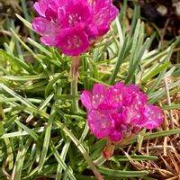 アルメリア,花壇の画像