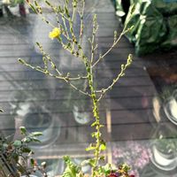 リーフレタスの画像