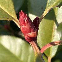 ツツジ,ツツジ,優しい気持ち,繋がりに感謝✨,今日も笑顔で♡の画像