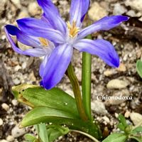 チオノドクサ,チオノドクサ,山野草,꒰ღ˘◡˘ற꒱かわゅ~,スプリングエフェメラルの画像