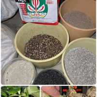 クリスマスローズ,ポトス,花のある暮らし,PR,花いろいろの画像