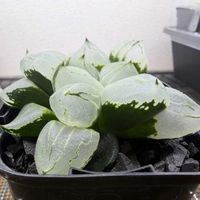 多肉植物,ハオルチア属,ハオルシア属     ,多肉中毒,ガチンコハオルチアクラブの画像