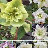 クリスマスローズ,クリスマスローズ,クリスマスローズ ダブル,花のある暮らし,クリスマスローズ・ダブルの画像