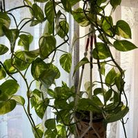 ポトス,ポトスライムの画像