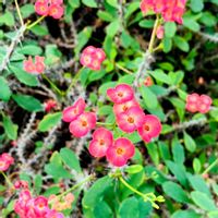 ハナキリン,多肉植物,お散歩,真っ赤な花,ハナキリン（花麒麟）の画像