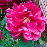 ボタン,冬ぼたん,ピンクの花,花のある生活,雪に負けないの画像