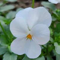 ウインターコスモス,ガーベラ,シクラメン,ビオラ,ウィンターコスモスの画像