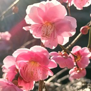 ウメ,紅梅,逆光,シェードガーデン,日陰の庭の画像