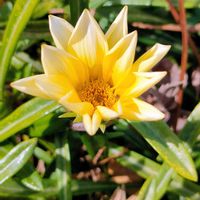 ガザニア,ガザニア,ポカポカ陽気,ご近所散歩の画像