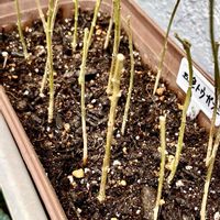 観賞用トウガラシ,観賞用トウガラシ,植え替え,冬越しの画像