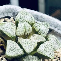 ハオルチア,ピンクピクタ,多肉植物,ハオルチア属,多肉大好きの画像