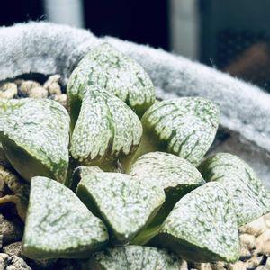 ハオルチア,ピンクピクタ,多肉植物,ハオルチア属,多肉大好きの画像